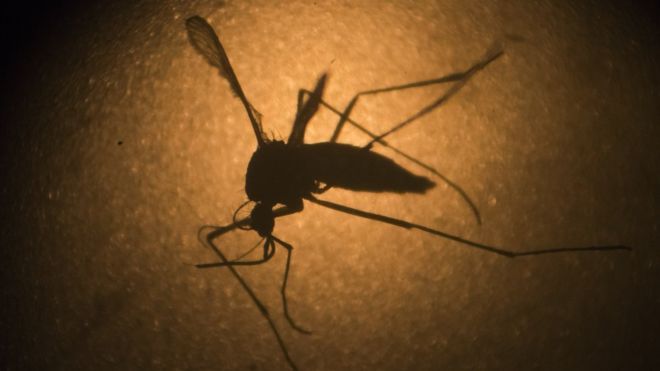 Oms, Forte Sospetto Legame tra Zika e Microcefalia