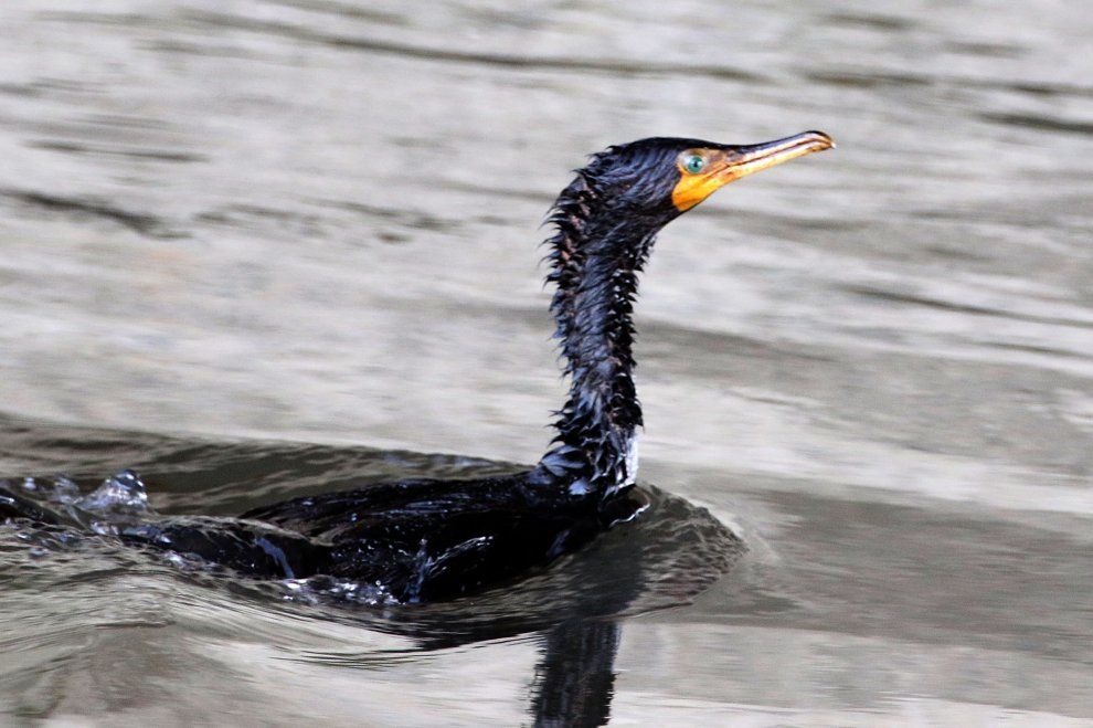 Crollo diga Genova: petrolio nel Polcevera