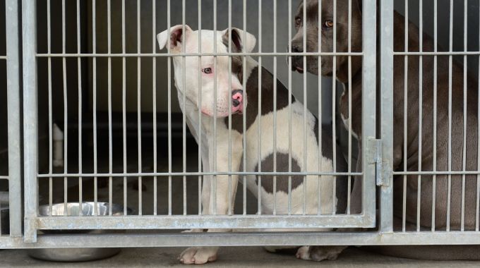 Genova, Polizia sgomina giro combattimenti clandestini tra cani