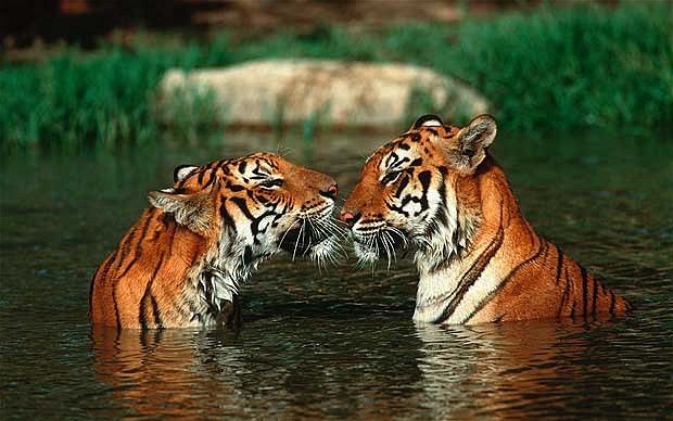 WWF annuncia aumento popolazione tigri
