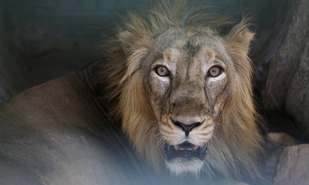 Cerca di suicidarsi nello zoo di Santiago