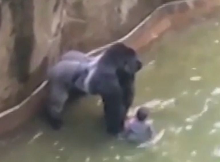 Cincinnati, gorilla ucciso