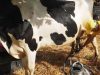 Latte e derivati con etichetta indicante origine: allevatori italiani in festa