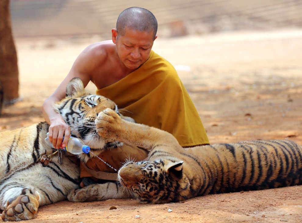 Carcasse cuccioli tigre nel tempio buddista