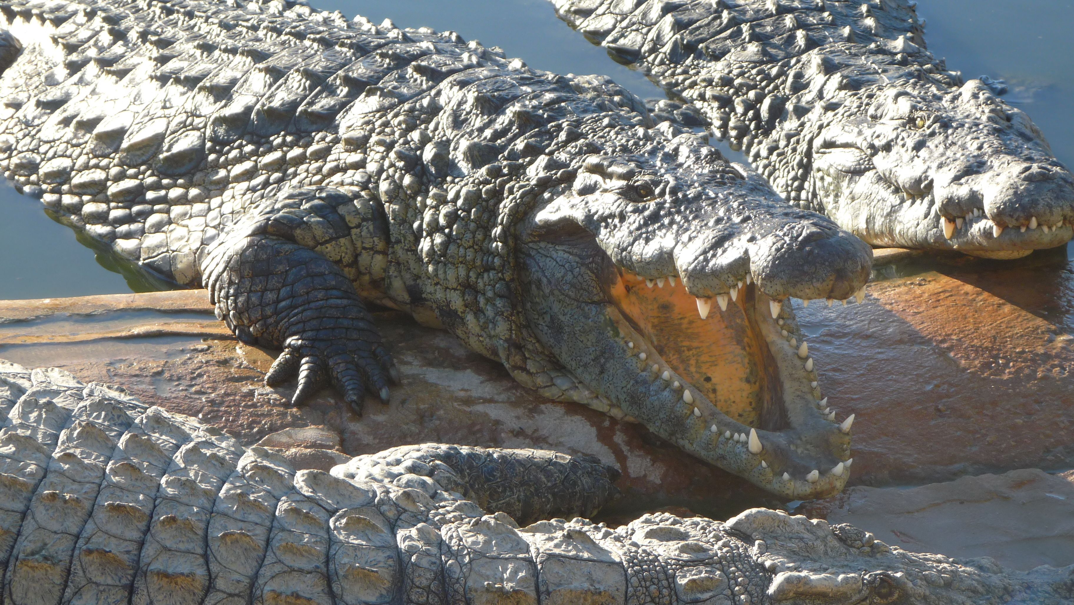 Alligatore trascina in acqua bimbo