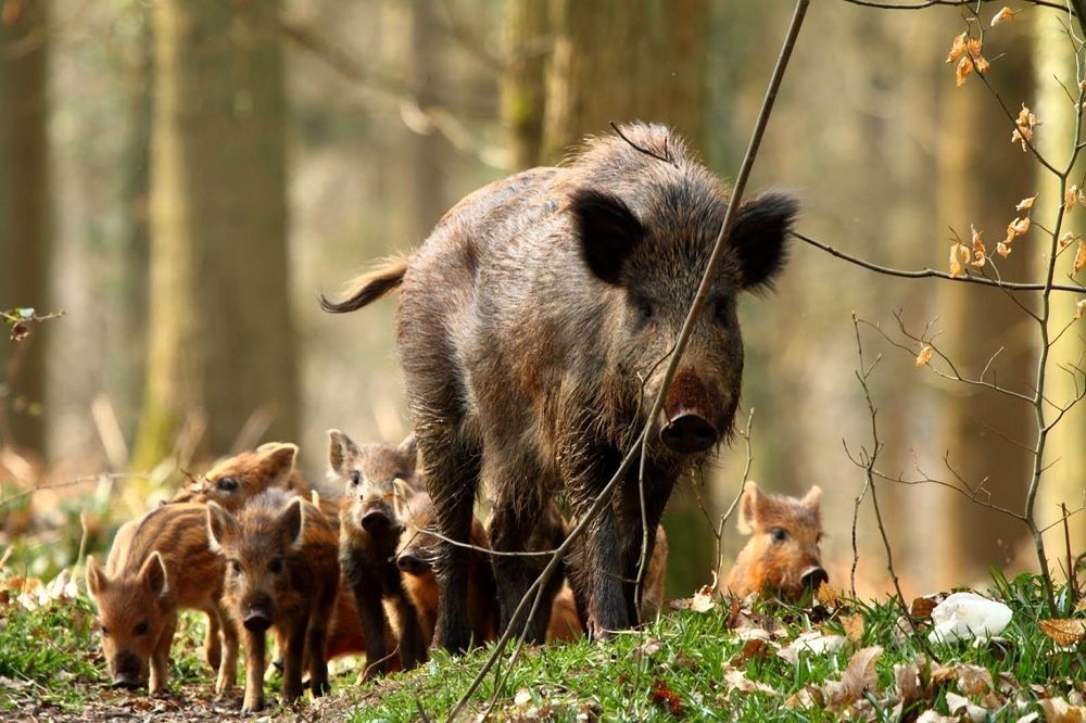 Cinghiale abbattuto a Genova: Doria autorizza uccisione