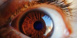 oculista